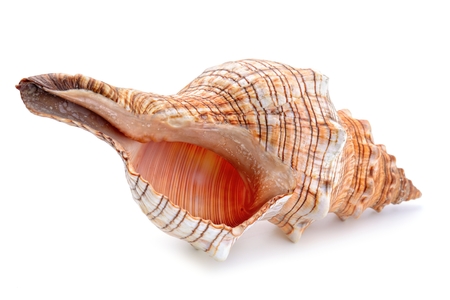 sea shell isolated on whiteの写真素材