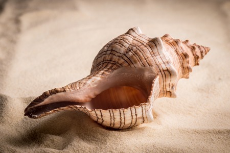 sea shell isolated on whiteの写真素材