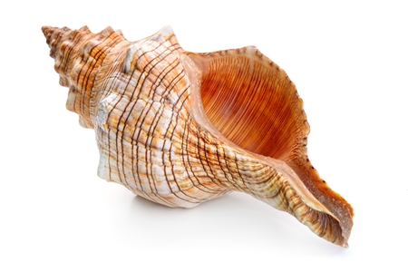 sea shell isolated on whiteの写真素材