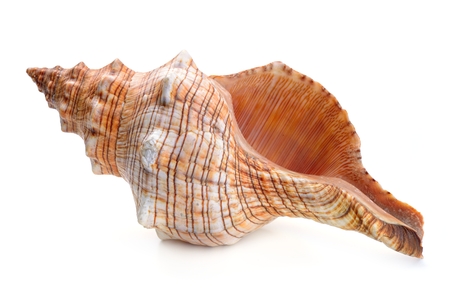 sea shell isolated on whiteの写真素材