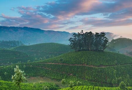 Tea plantations in state Kerala, Indiaの写真素材