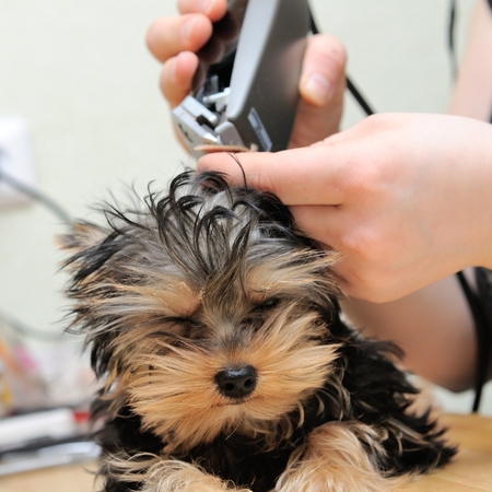 yorkshire terrier getting his hair cut at the groomerの写真素材