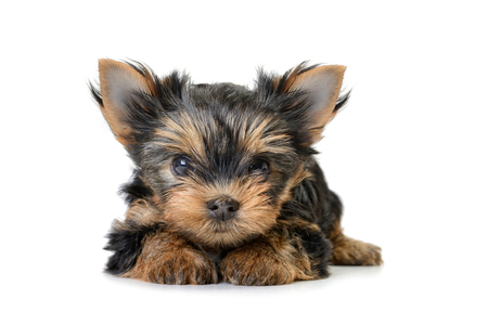 yorkshire terrier dog isolated on whiteの写真素材