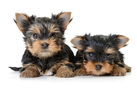 yorkshire terrier dog isolated on whiteの写真素材
