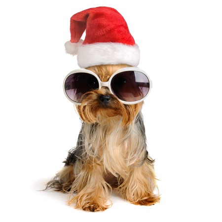 two yorkshire terrier dog in the santa hat isolated on white,Merry Christmas and Happy New Yearの写真素材