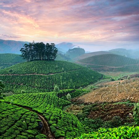 Tea plantations in state Kerala, Indiaの写真素材