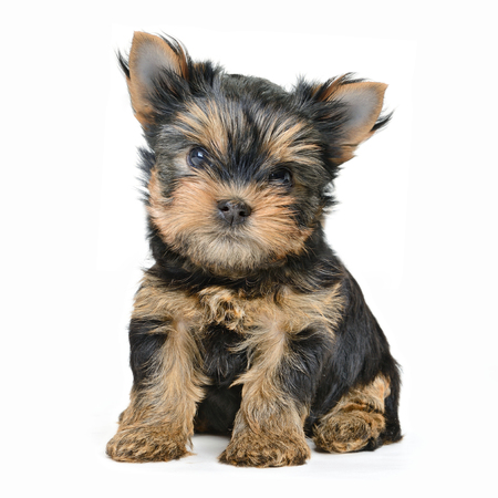 yorkshire terrier dog isolated on whiteの写真素材