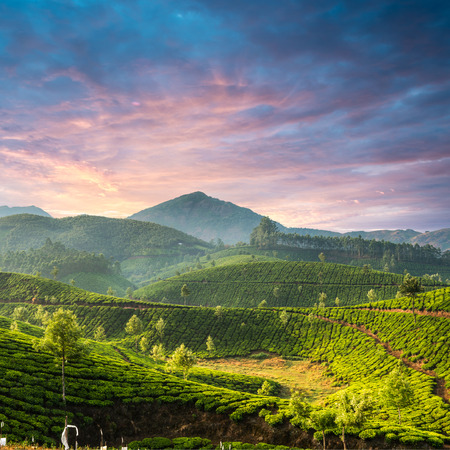 Tea plantations in state Kerala, Indiaの写真素材