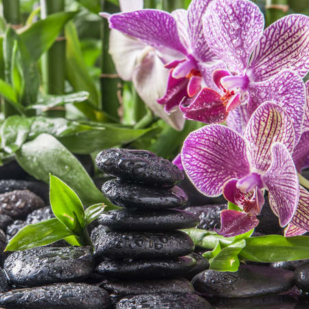 zen basalt stones ,orchid and bambooの写真素材