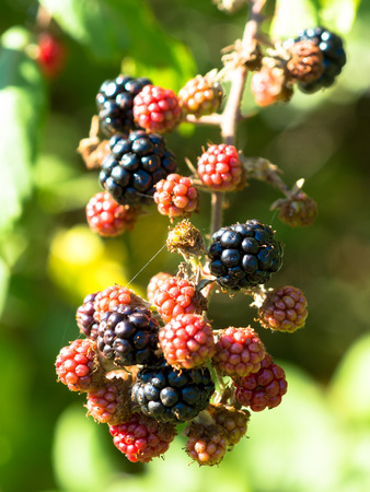 Ripe and overripe berries on the branchの写真素材