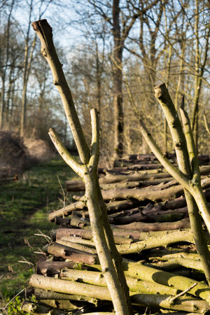 Coppiced wood stacked in woodpile