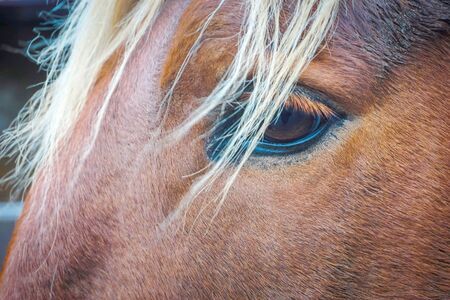 Suffolk Punch a rare breed working horseの写真素材