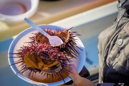 Sea urchins are a class of marine animals that live on the seabed or burrow into the sand.Scientific name: Echinoideaの写真素材