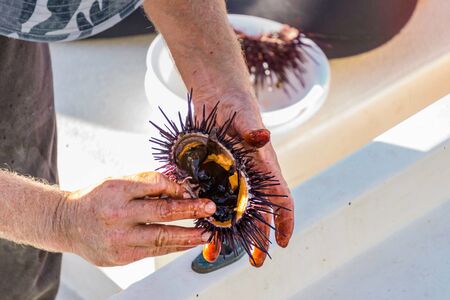 Sea urchins are a class of marine animals that live on the seabed or burrow into the sand.Scientific name: Echinoideaの写真素材
