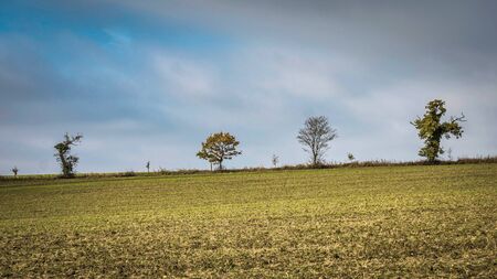 Trees on a hilltopの写真素材
