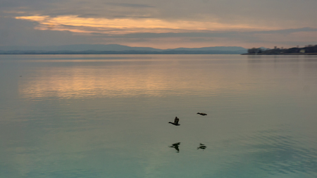 Two burds flying low over a lakeの写真素材