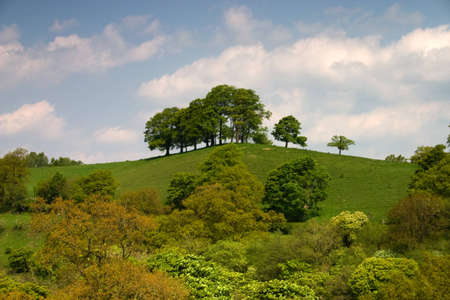 Summer landscape with treesの写真素材