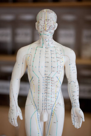 Male acupuncture modelの写真素材