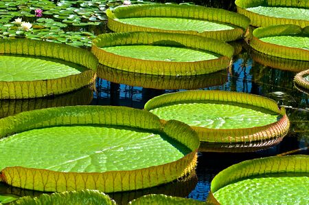 Large Water Lilies in pondの写真素材