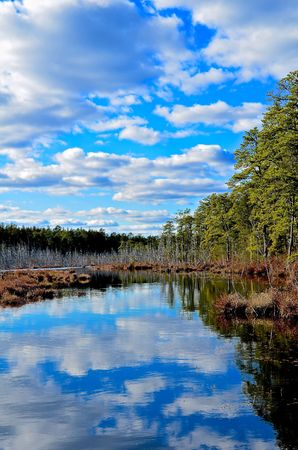 New Jersey Pine Barrens in Winterの写真素材