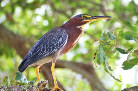 Green Heron in Tree Close-upの写真素材