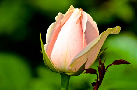 Pink Rose Close Upの写真素材