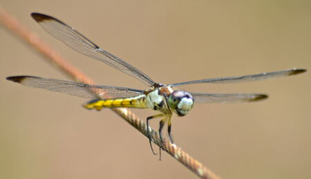 Dragonfly close-upの写真素材