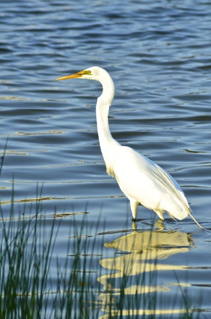 Great White Egret Hunting for Fishの写真素材