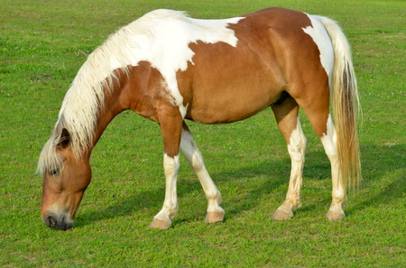 Brown and White Horse Grazingの写真素材