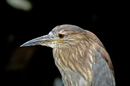 Night Heron Close-UPの写真素材