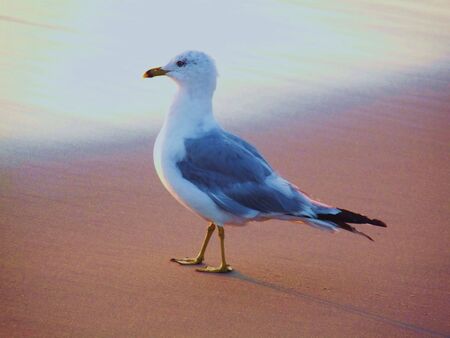 Seagull on Shore Close-UPの写真素材