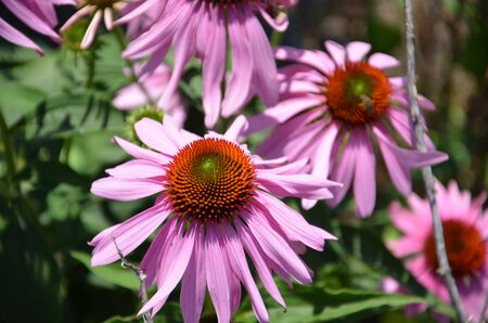 Echinacea Flowers in Summerの写真素材