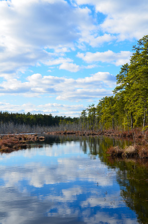 New Jersey Pine Barrens in Winterの写真素材