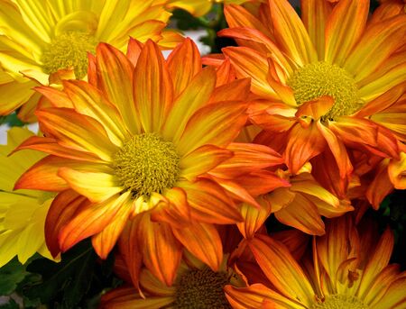 Orange and Yellow Flowersの写真素材