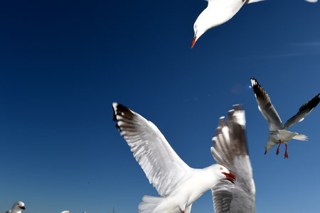 Seagulls flying against a blue skyの写真素材