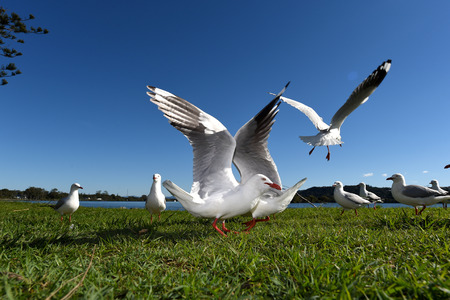 Seagulls flying against a blue skyの写真素材