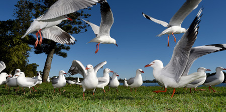 Seagulls flying against a blue skyの写真素材