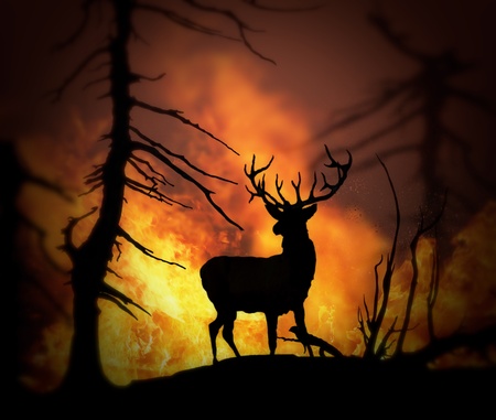 Large elk escaping a wild land fire, 3d model , 300 D.P.Iの写真素材