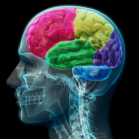 Colored sections of a male human brain ,x ray concept. Part of a medical series 