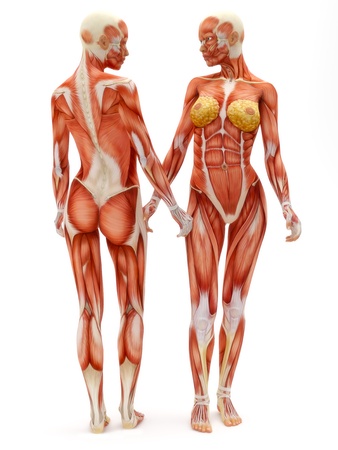 Female musculoskeletal system front and back isolated on a white background .Part of a muscle medical series. の写真素材