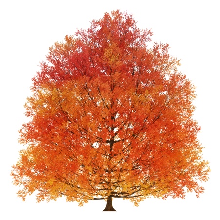 Autumn tree isolated on a white background の写真素材