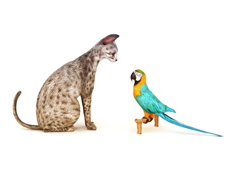 Stand your ground  Parrot facing off to a cat  Humor, Part of an animal theme series  の写真素材