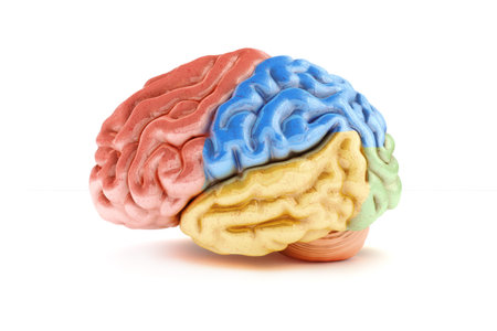 Colored sections of a human brain on a white background  Part of a medical seriesの写真素材