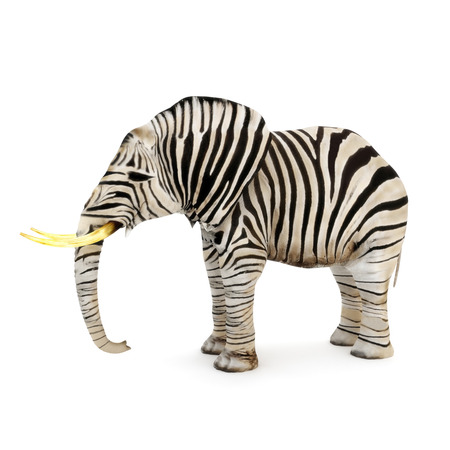 Different, Elephant with zebra stripes on a white background