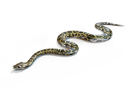 Anacondas snake on a white background.の写真素材