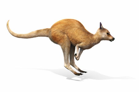 Kangaroo jumping on a white background. 3d renderingの写真素材