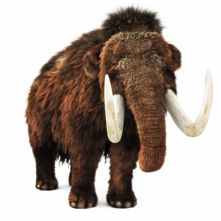 Woolly Mammoth on an isolated white background. 3d renderingの写真素材