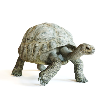 Large tortoise walking on a isolated white background. 3d renderingの写真素材