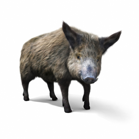 Wild boar isolated on a white background. 3d renderingの写真素材