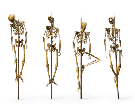 Group of skeleton's impaled on spiked sticks on a isolated white background. 3d rendering